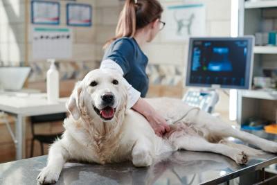 Veterinary Ultrasound Service for Accurate Pet Diagnostics